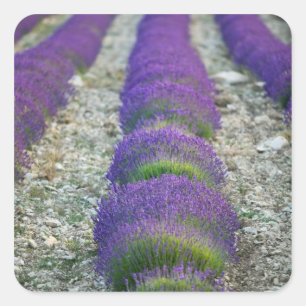 Lavender field, Provence, France Square Sticker