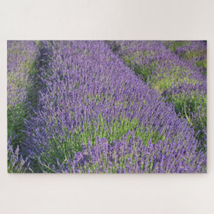 Lavender field Puzzle
