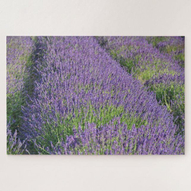 Lavender field Puzzle (Horizontal)