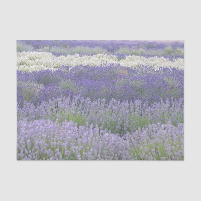 Lavender Field Tissue Paper (Front)