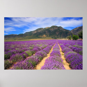 Lavender Fields Forever Poster