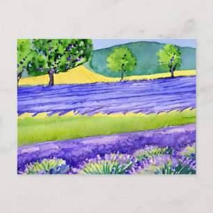 Lavender fields France Postcard