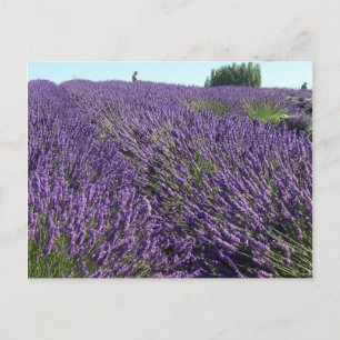 Lavender fields postcard