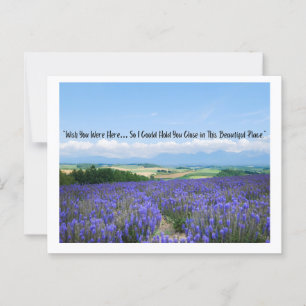 Lavender Fields Postcards