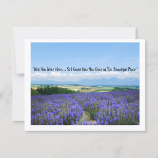Lavender Fields Postcards