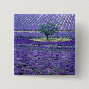 Lavender fields, Vence, Provence, France 15 Cm Square Badge