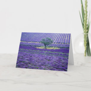Lavender fields, Vence, Provence, France Card