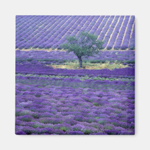 Lavender fields, Vence, Provence, France Magnet