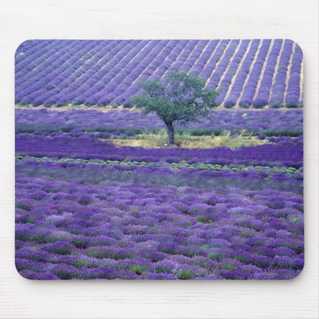 Lavender fields, Vence, Provence, France Mouse Pad (Front)