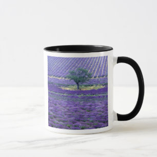 Lavender fields, Vence, Provence, France Mug