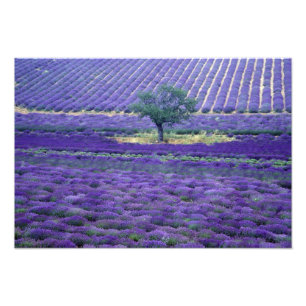 Lavender fields, Vence, Provence, France Photo Print