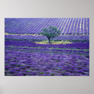Lavender fields, Vence, Provence, France Poster
