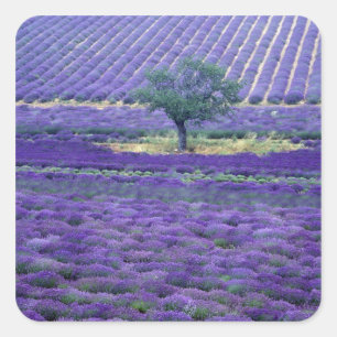 Lavender fields, Vence, Provence, France Square Sticker