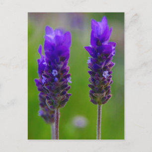 lavender flora postcard