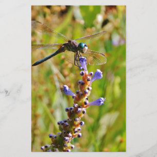 Lavender flower dragonfly