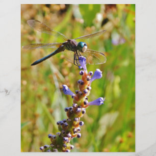 Lavender flower dragonfly