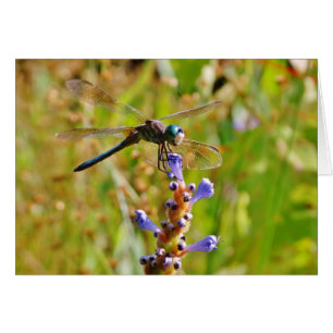 Lavender flower dragonfly
