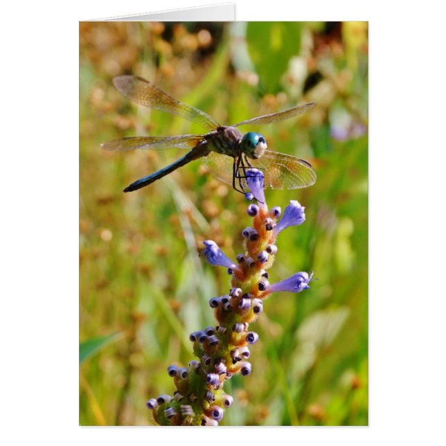 Lavender flower dragonfly (Front)