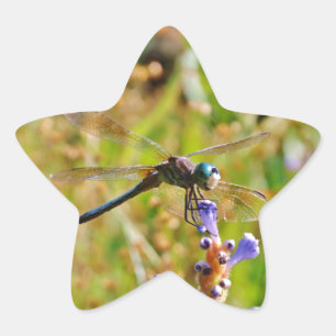 Lavender flower dragonfly star sticker