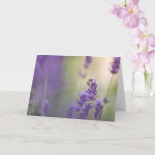 Lavender Flower Honeybee Nature Photo Card