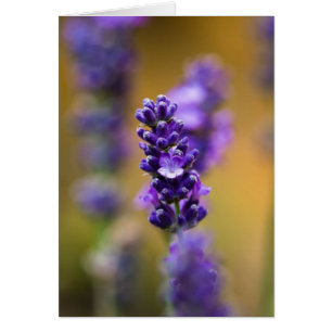 Lavender flower macro photography