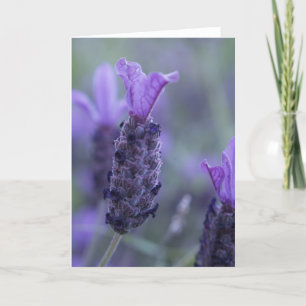 Lavender Flower Photo Greeting Card