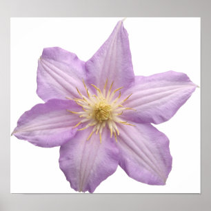 Lavender Flower Poster