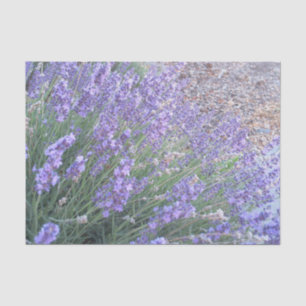 Lavender Flower Tissue Paper Nature Photography