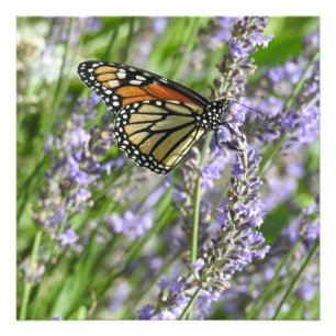 Lavender Flowers and Monarch Butterfly Photography Photo Print