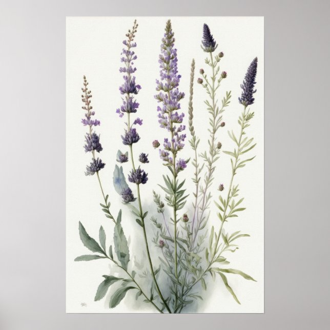 Lavender Flowers Art Print Poster (Front)