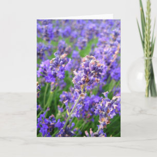 Lavender flowers - Card