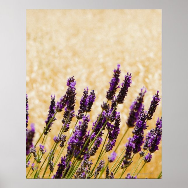 Lavender flowers in a field, Siena Province, Poster (Front)