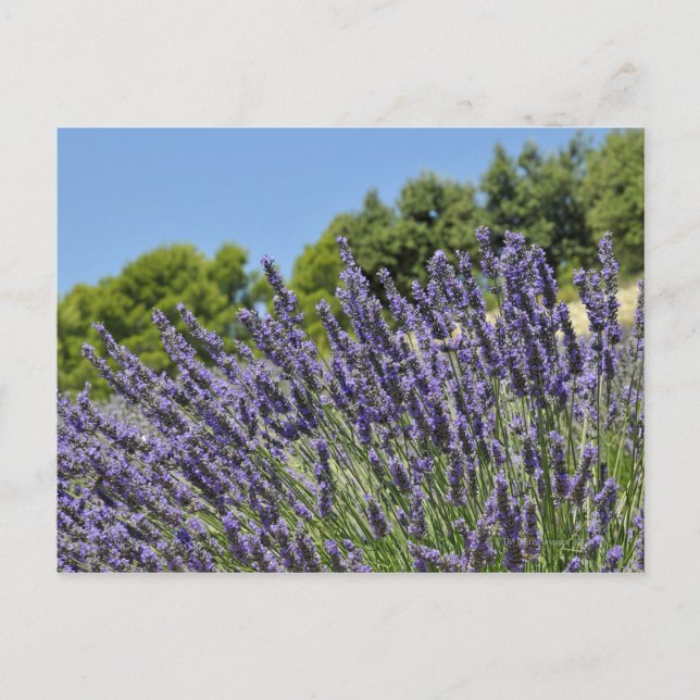 Lavender flowers in field at summer, Provence Postcard (Front)