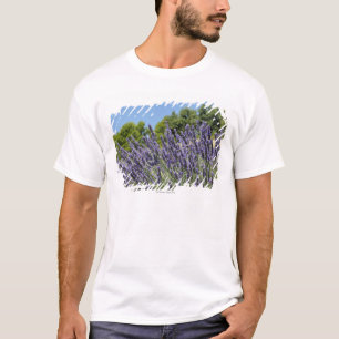 Lavender flowers in field at summer, Provence T-Shirt