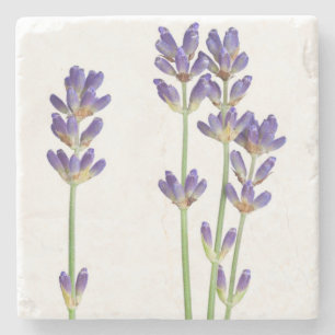 Lavender Flowers Isolated On White Background Stone Coaster