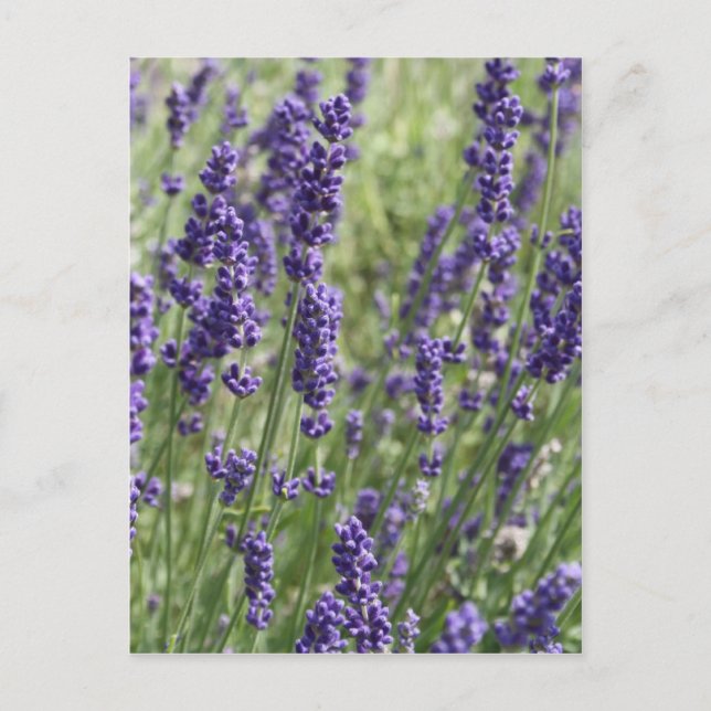 Lavender Flowers Post Card (Front)