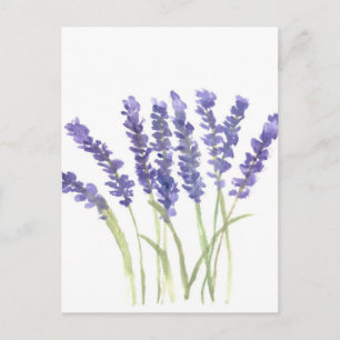 Lavender flowers postcard