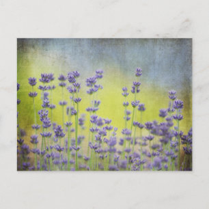 Lavender flowers postcard
