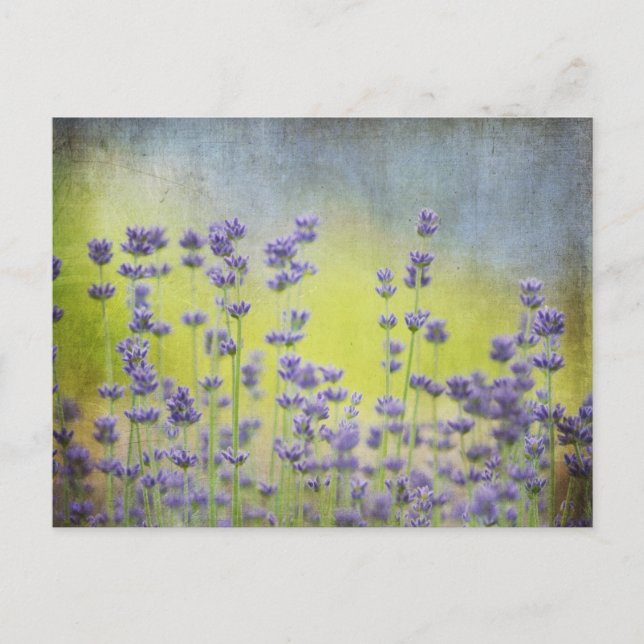 Lavender flowers postcard (Front)