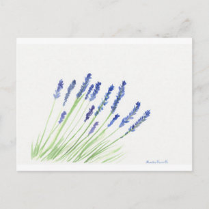 Lavender flowers postcard