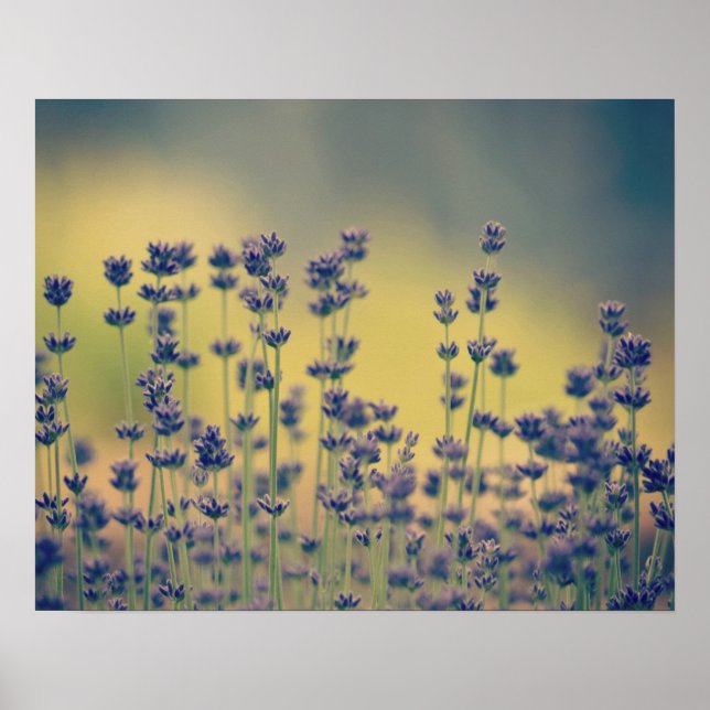 Lavender Flowers Poster (Front)