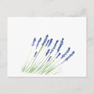 Lavender flowers Purple Floral Watercolor Postcard