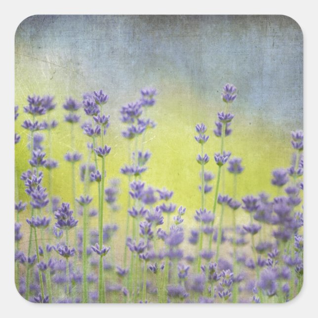 Lavender Flowers Square Sticker (Front)