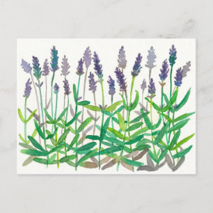 Lavender Flowers Watercolor Painting Herbal Art Postcard