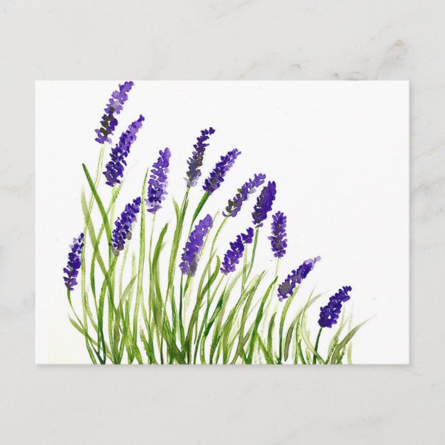 Lavender flowers watercolor Purple Floral rustic  Postcard (Front)