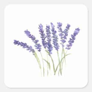 Lavender flowers watercolor rustic herbs square st sticker
