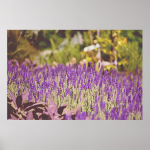 Lavender Garden Photographic Print
