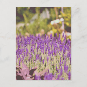 Lavender Garden Photographic Print Postcard