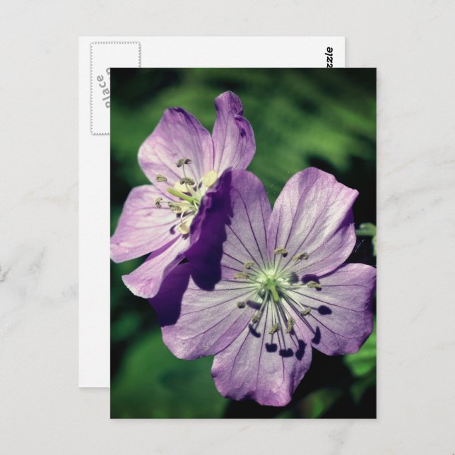Lavender Geranium Flowers Personalised Postcard (Front/Back)