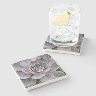 Lavender-grey coloured Echeveria plant (succulent) Stone Coaster